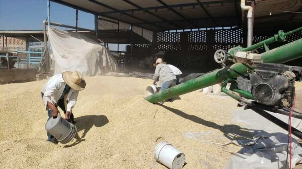 Inicia pago de incentivo para maíz blanco 2025