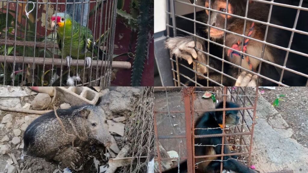 Plecas e informacion - 2026-03-21T122803.219