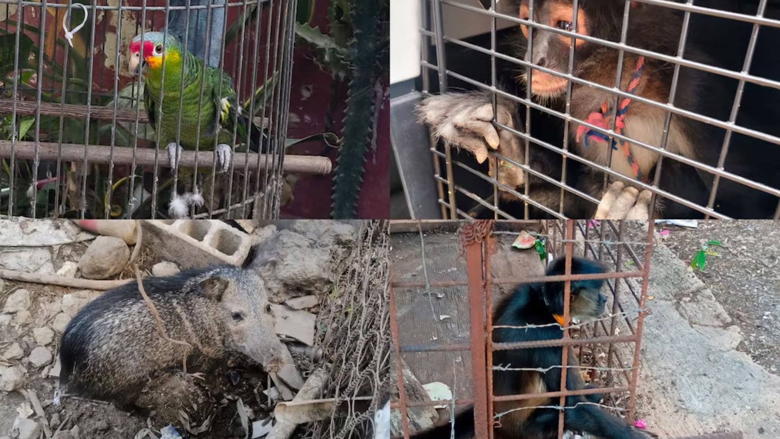 Plecas e informacion - 2026-03-21T122803.219