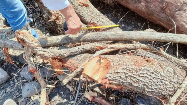 Plecas e informacion - 2026-04-04T104752.654