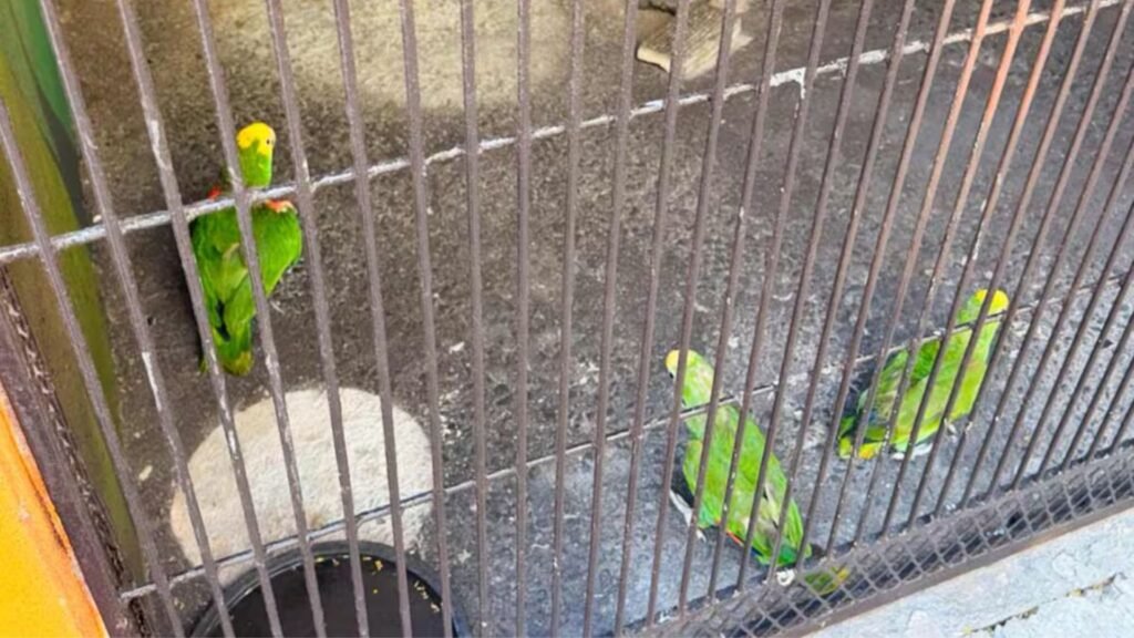 Plecas e informacion - 2026-04-05T151020.552