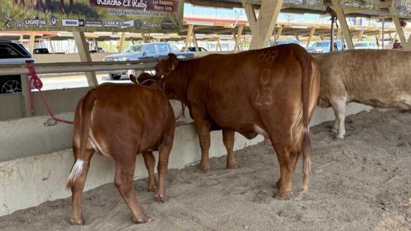 Urgen Ganaderos reforzar campañas sanitarias en Nuevo León