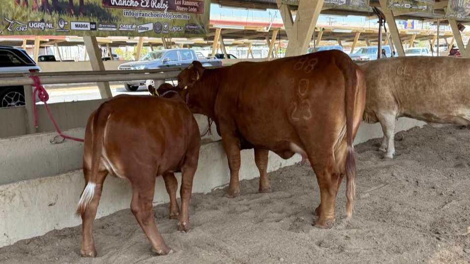 Urgen Ganaderos reforzar campañas sanitarias en Nuevo León