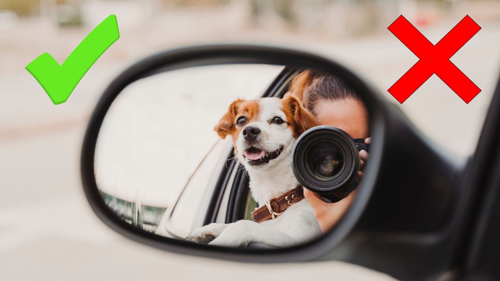 ¿Vas a salir con tu mascota? Evita estos errores que pueden arruinar el viaje