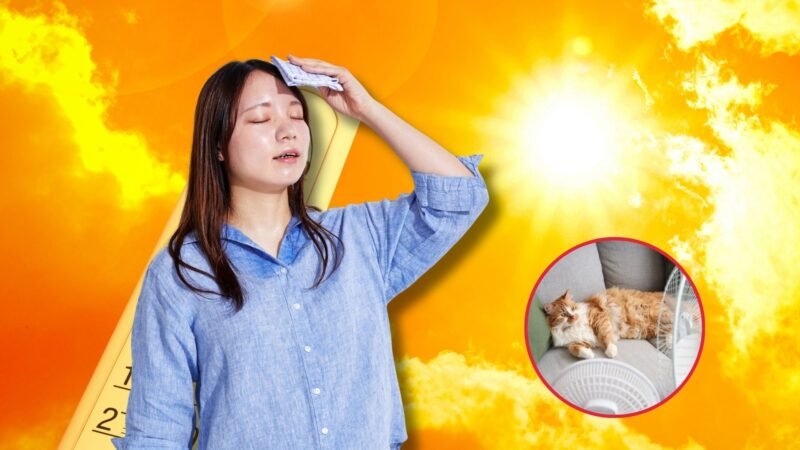¡Alerta por calor! Tips clave para protegerte a ti y a tus mascotas