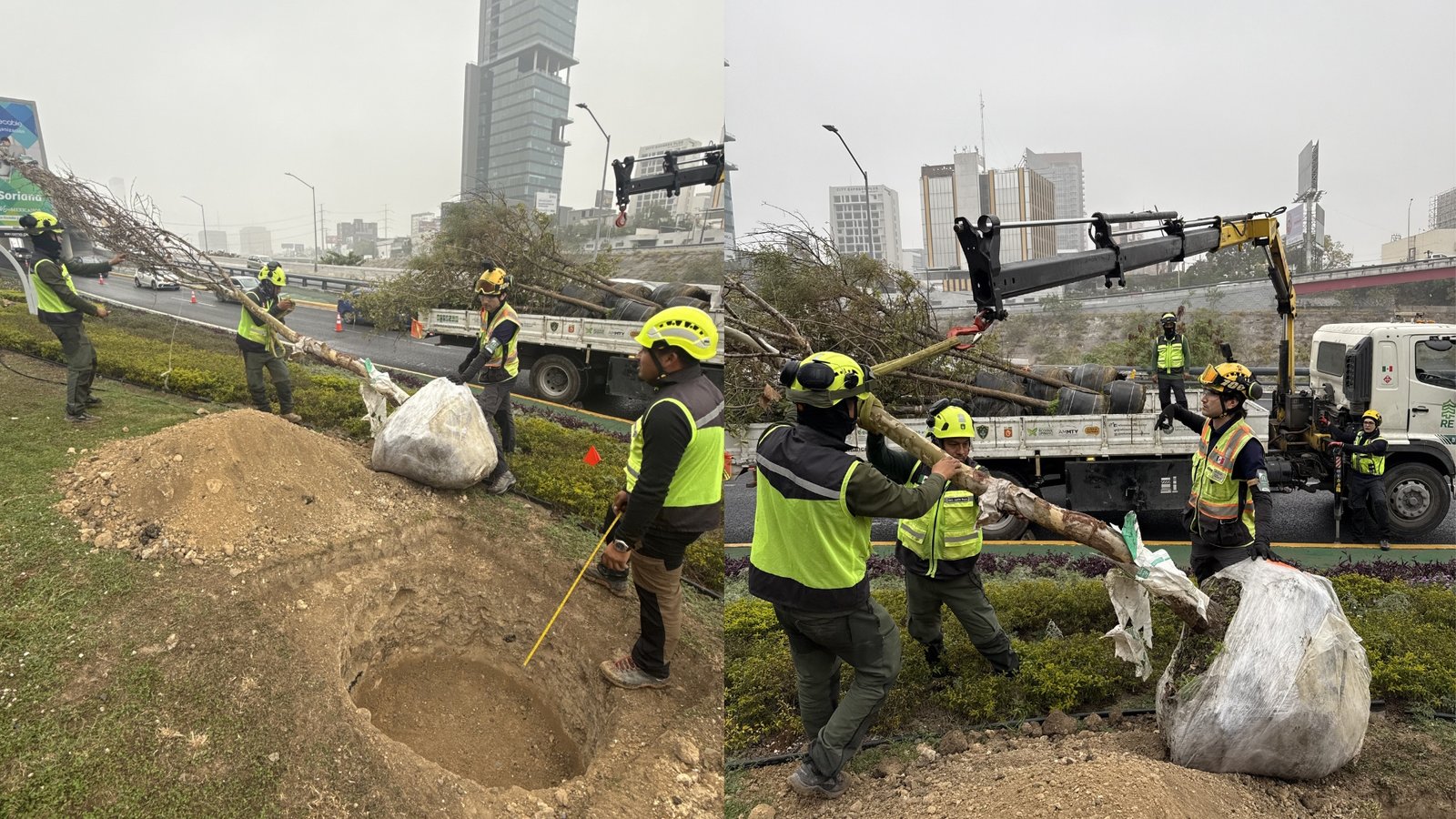 Arborizan Morones Prieto con 91 árboles en Monterrey