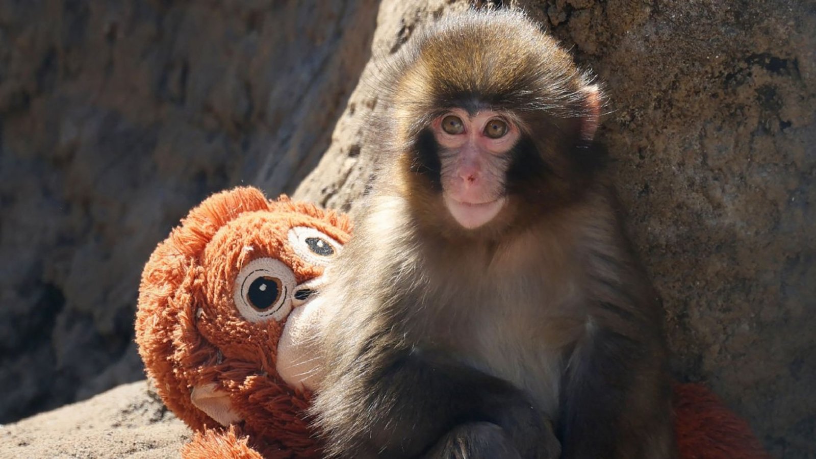 Arrestan a turistas por invadir recinto de Punch el mono viral