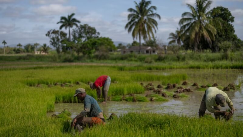 Así sobreviven miles de cubanos con apenas 13 dólares al mes