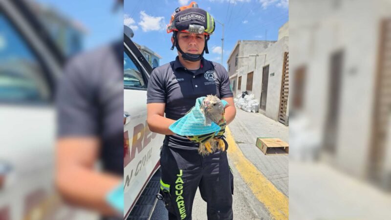 Rescatan aguililla gris herida en Santa Catarina