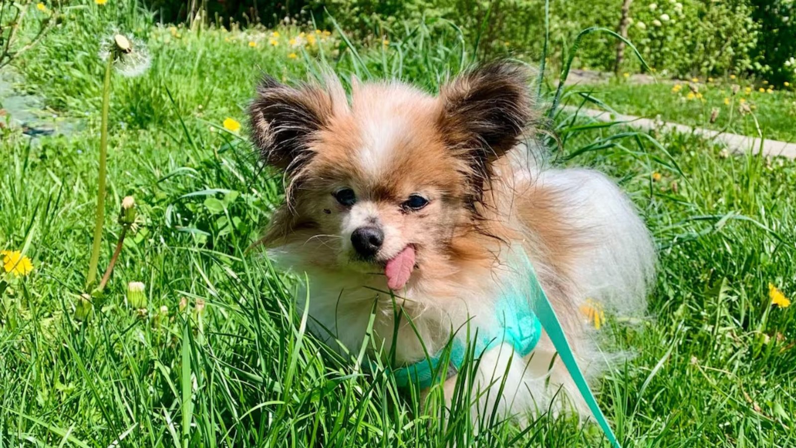 Muere Lazare, el perro considerado como el más viejo del mundo