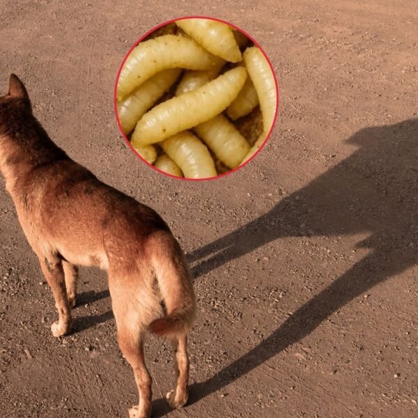 Detectan caso de gusano barrenador en perro de San Pedro