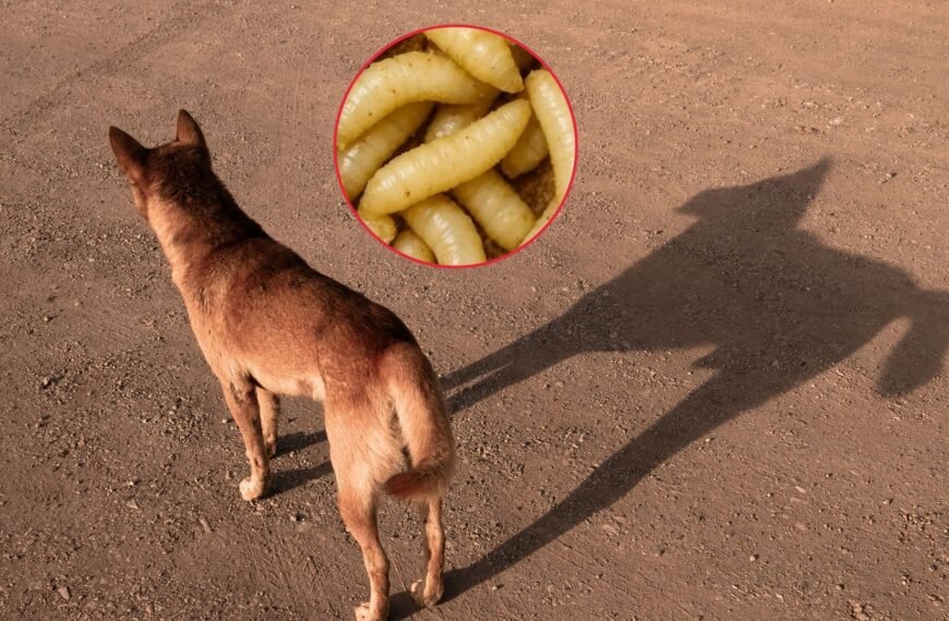 Detectan caso de gusano barrenador en perro de San Pedro