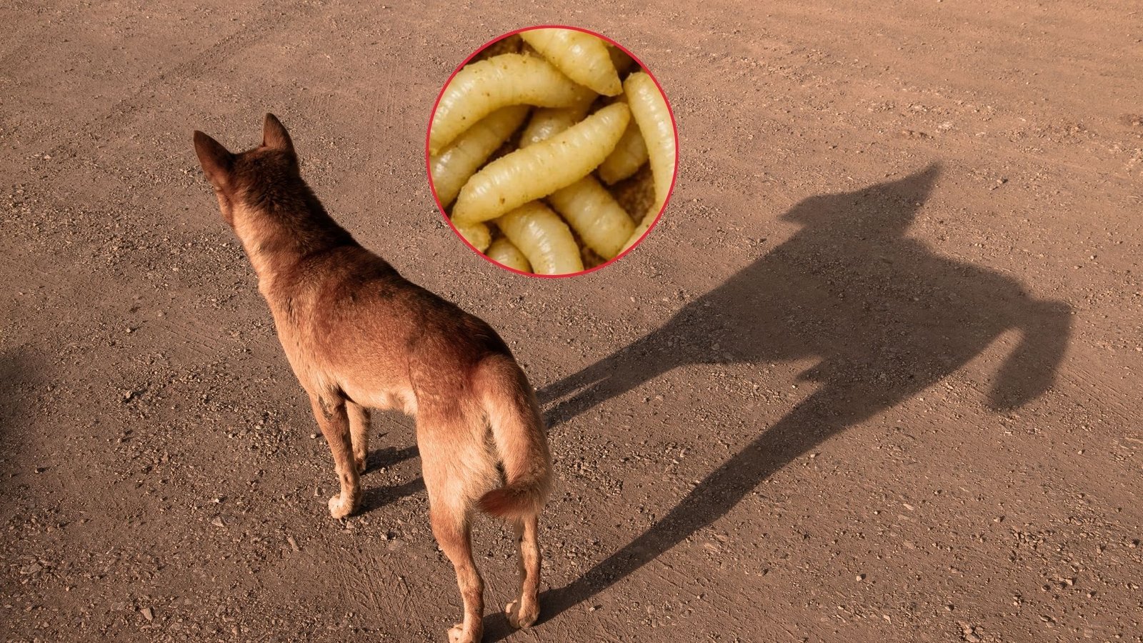 Detectan caso de gusano barrenador en perro de San Pedro