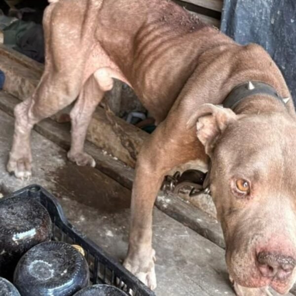 Rescatan a dos perritos por maltrato en operativos en Santa Catarina