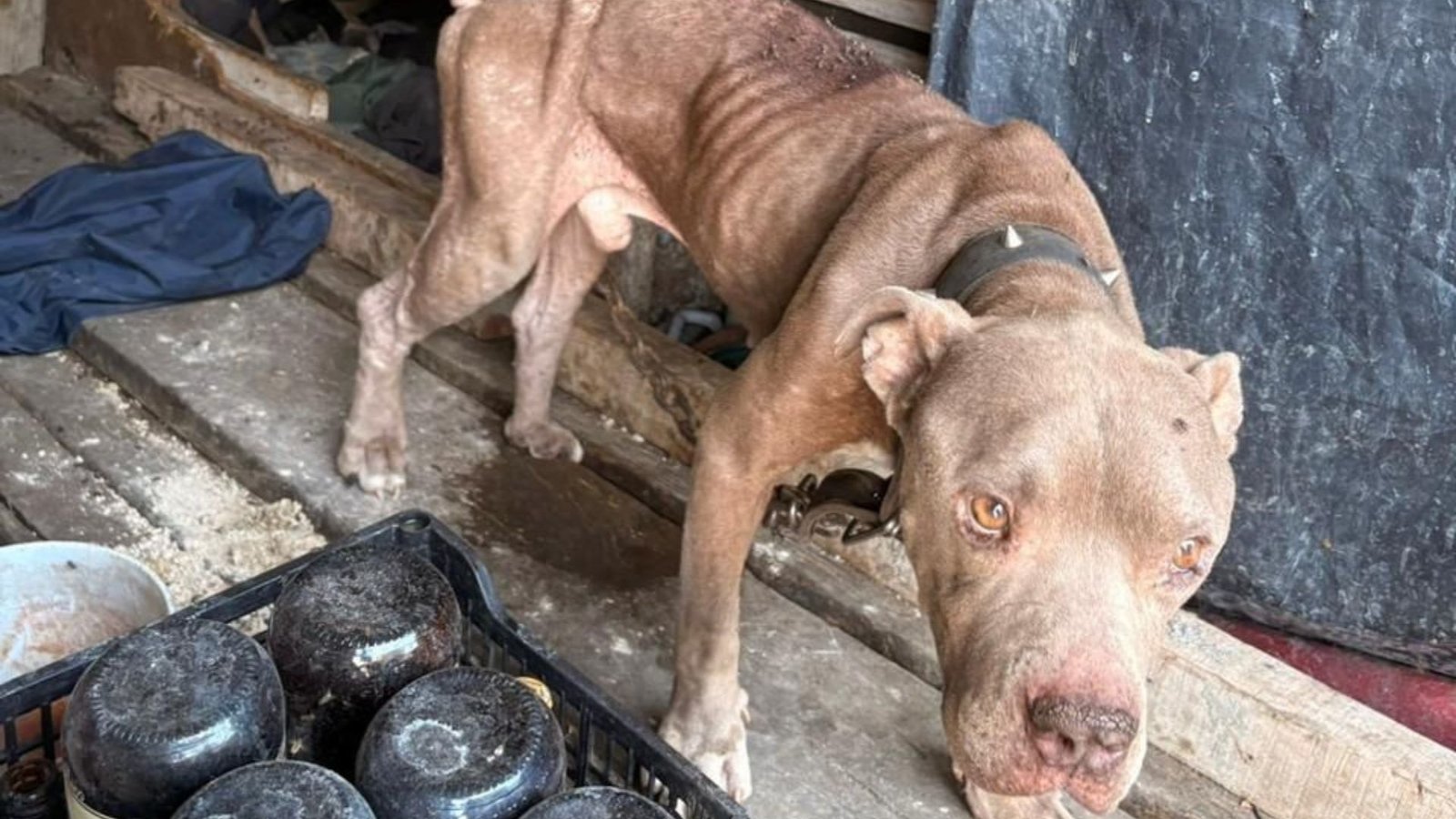 Rescatan a dos perritos por maltrato en operativos en Santa Catarina