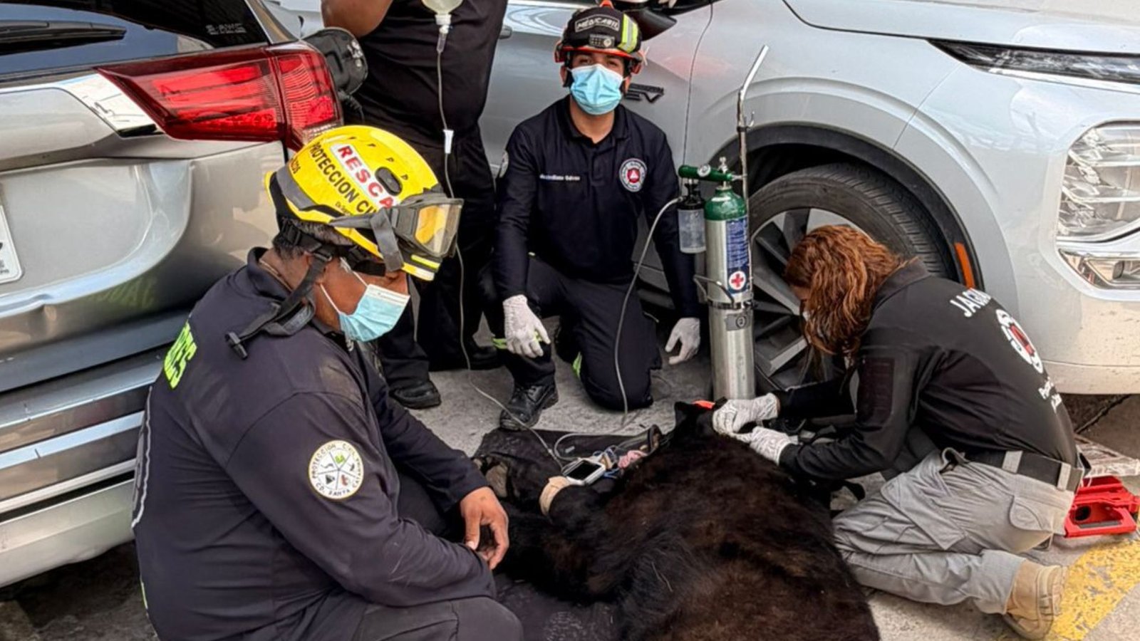 Capturan oso en zona urbana de Santa Catarina