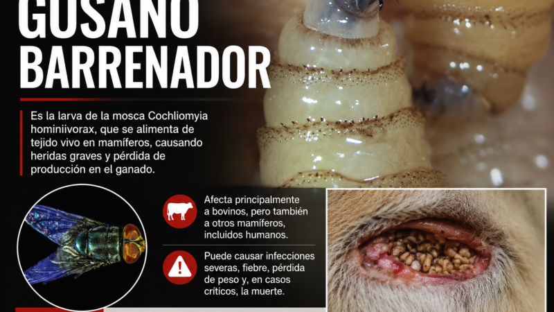 CEFOSAMP llama a reportar cualquier caso de infestación: Gusano barrenador