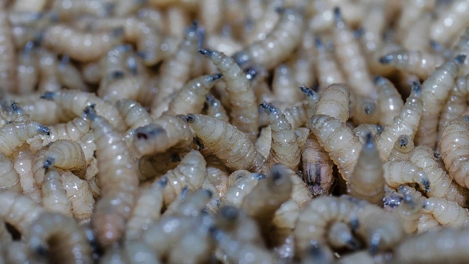 Ocupa Nuevo León lugar 8 en casos de Gusano Barrenador