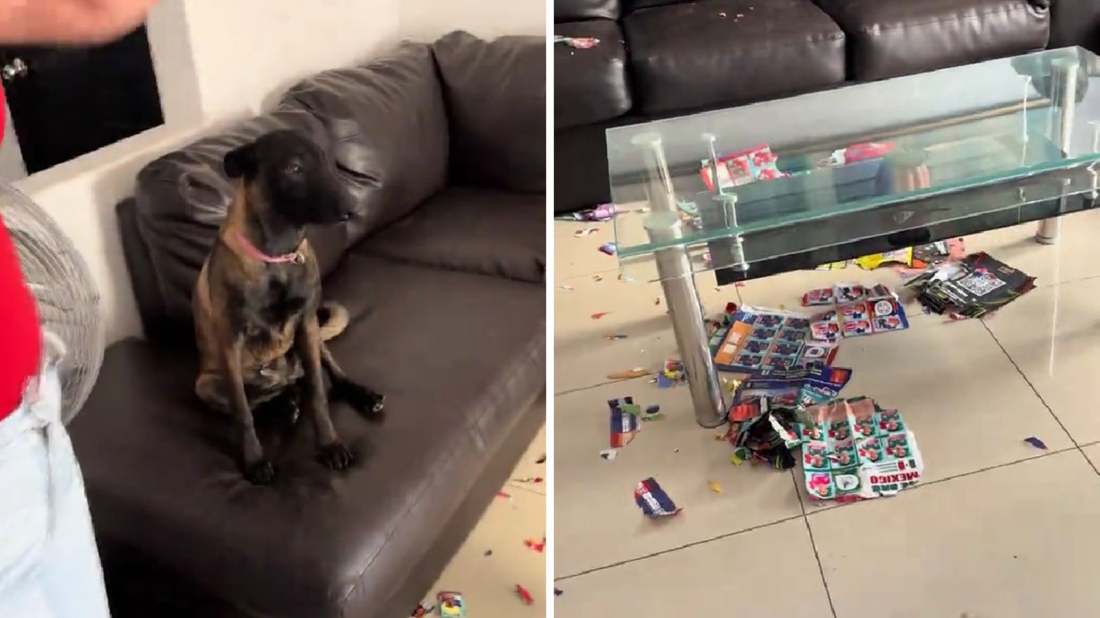 Perrito destruye álbum del Mundial