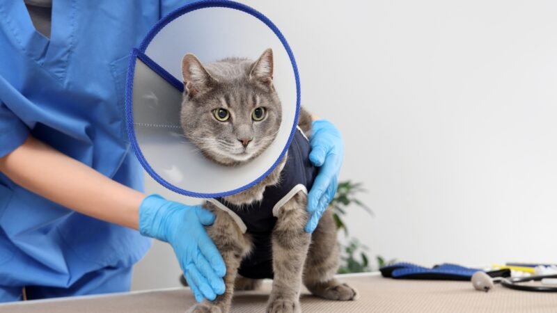 Impulsan esterilización gratuita permanente en Nuevo León