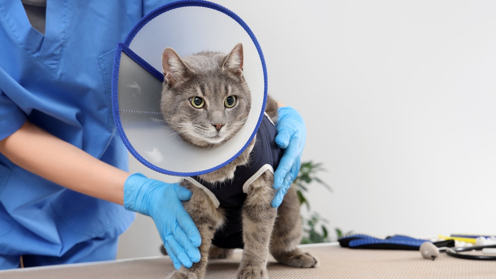 Impulsan esterilización gratuita permanente en Nuevo León