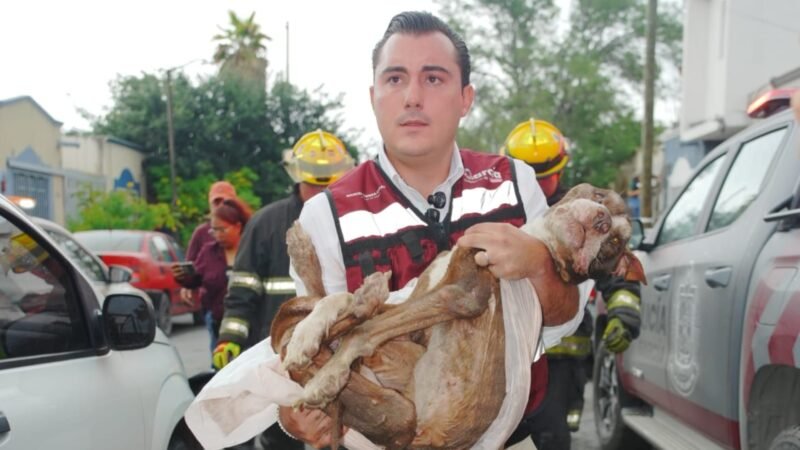 Rescata Manuel Guerra a perrito en estado crítico por presunto maltrato animal
