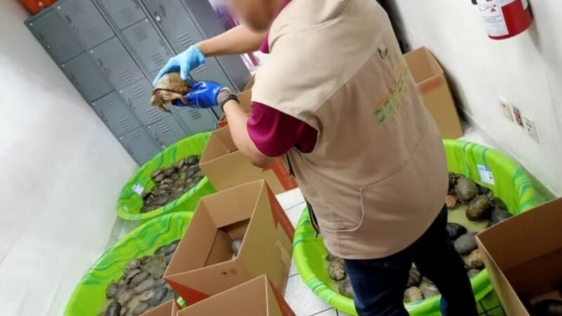 Rescatan 350 tortugas enviadas como juguetes en Tamaulipas