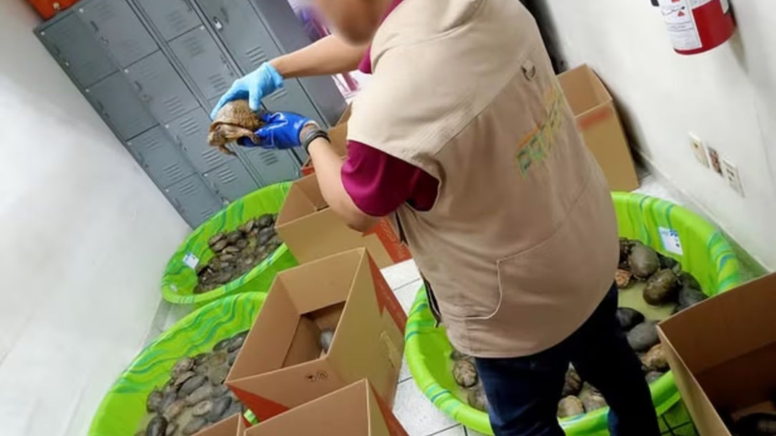 Rescatan 350 tortugas enviadas como juguetes en Tamaulipas
