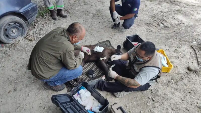 Rescatan y liberan a osa negra en Cadereyta