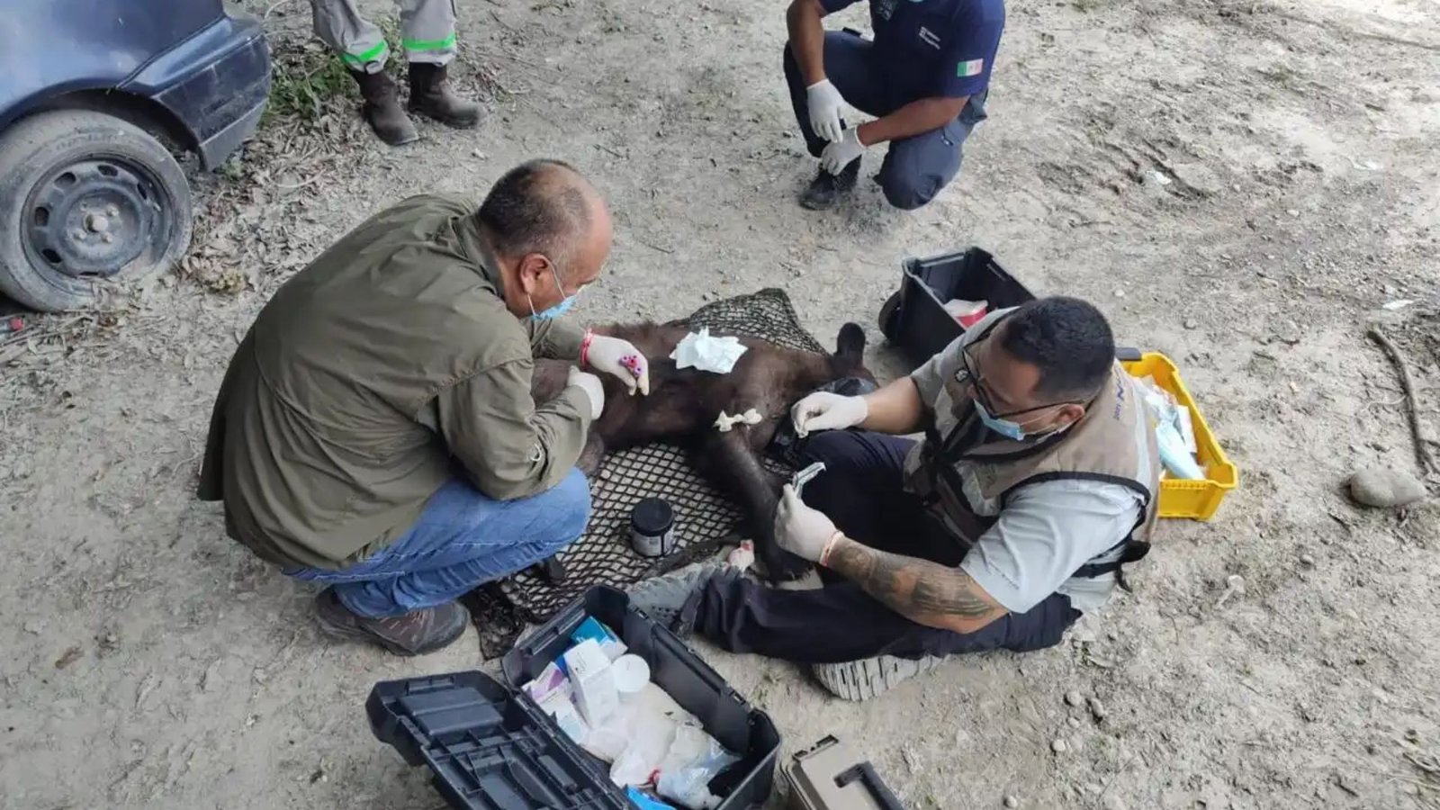 Rescatan y liberan a osa negra en Cadereyta