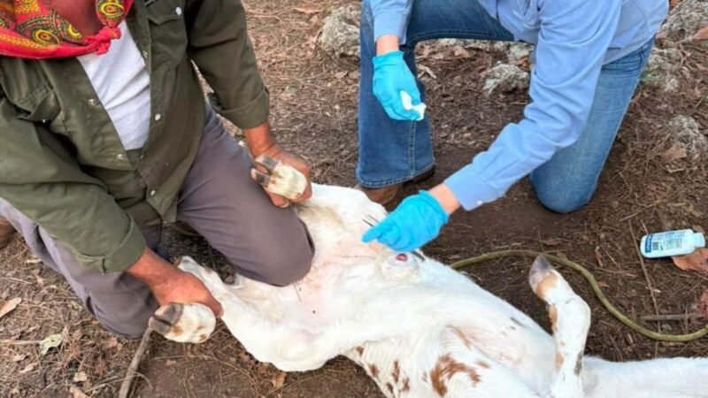 Atienden 19 casos urgentes de gusano barrenador en Montemorelos