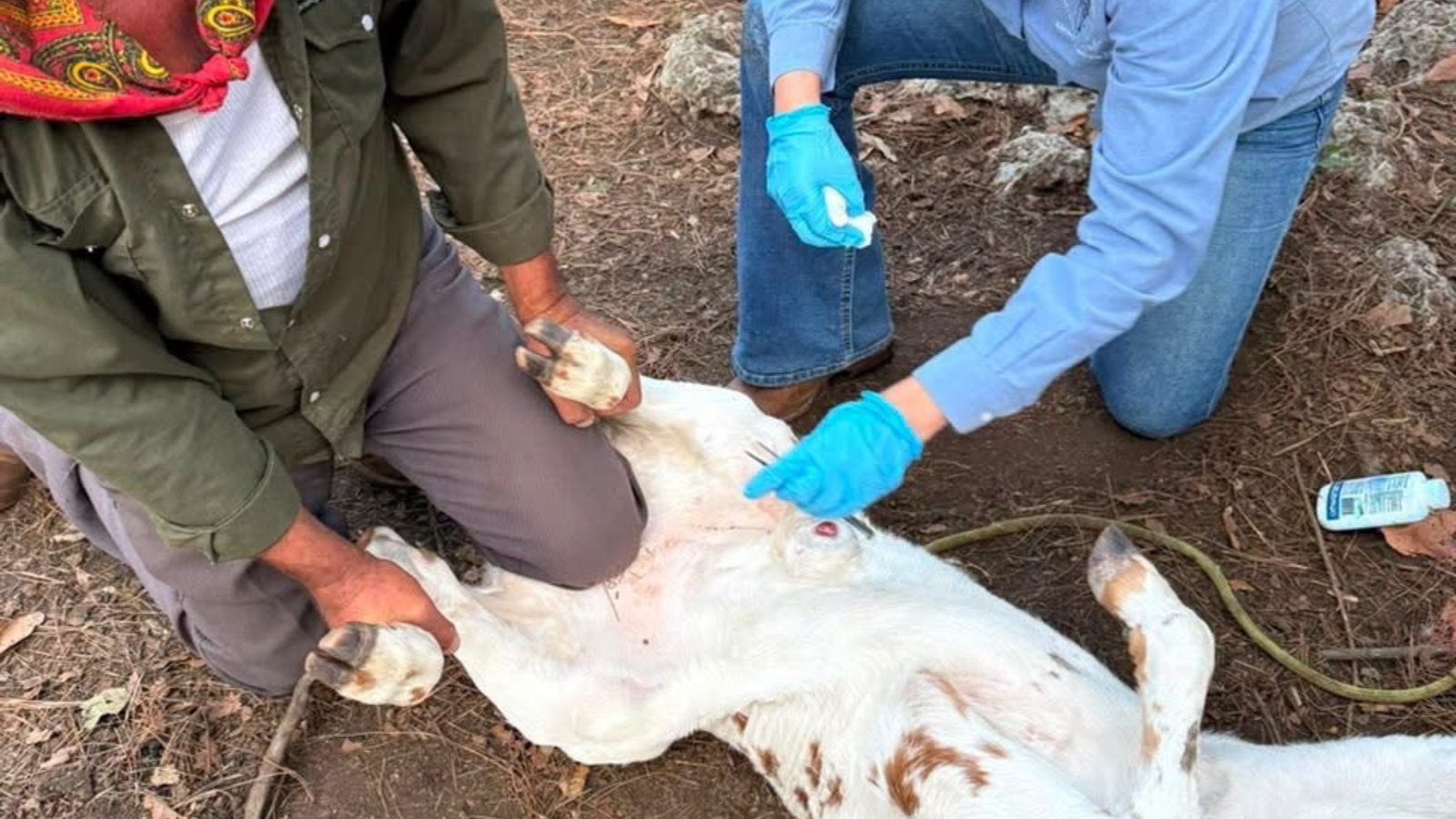 Atienden 19 casos urgentes de gusano barrenador en Montemorelos