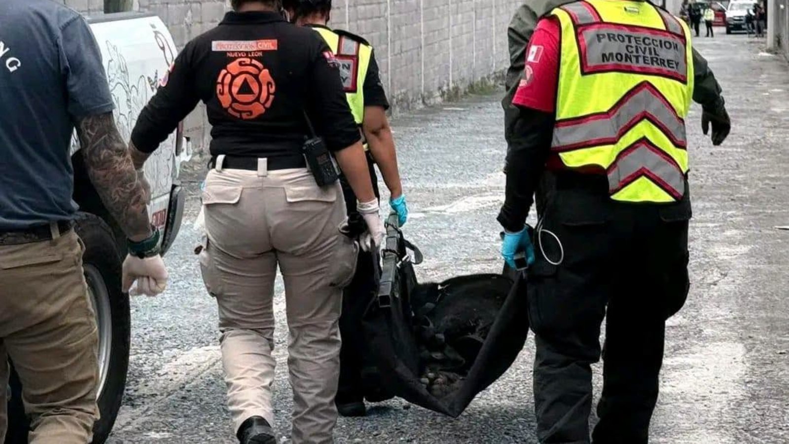 Atropellan a oso negro en zona de El Uro