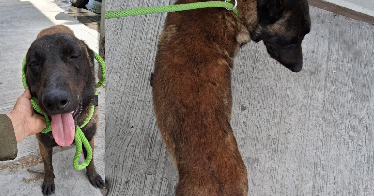 Nueva División Ambiental resguarda a perrito lesionado con machete en Apodaca