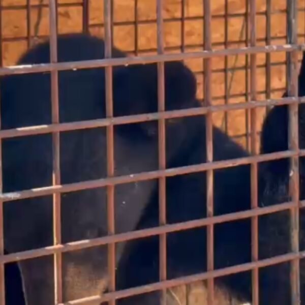 Capturan y resguardan oso negro en Salinas Victoria