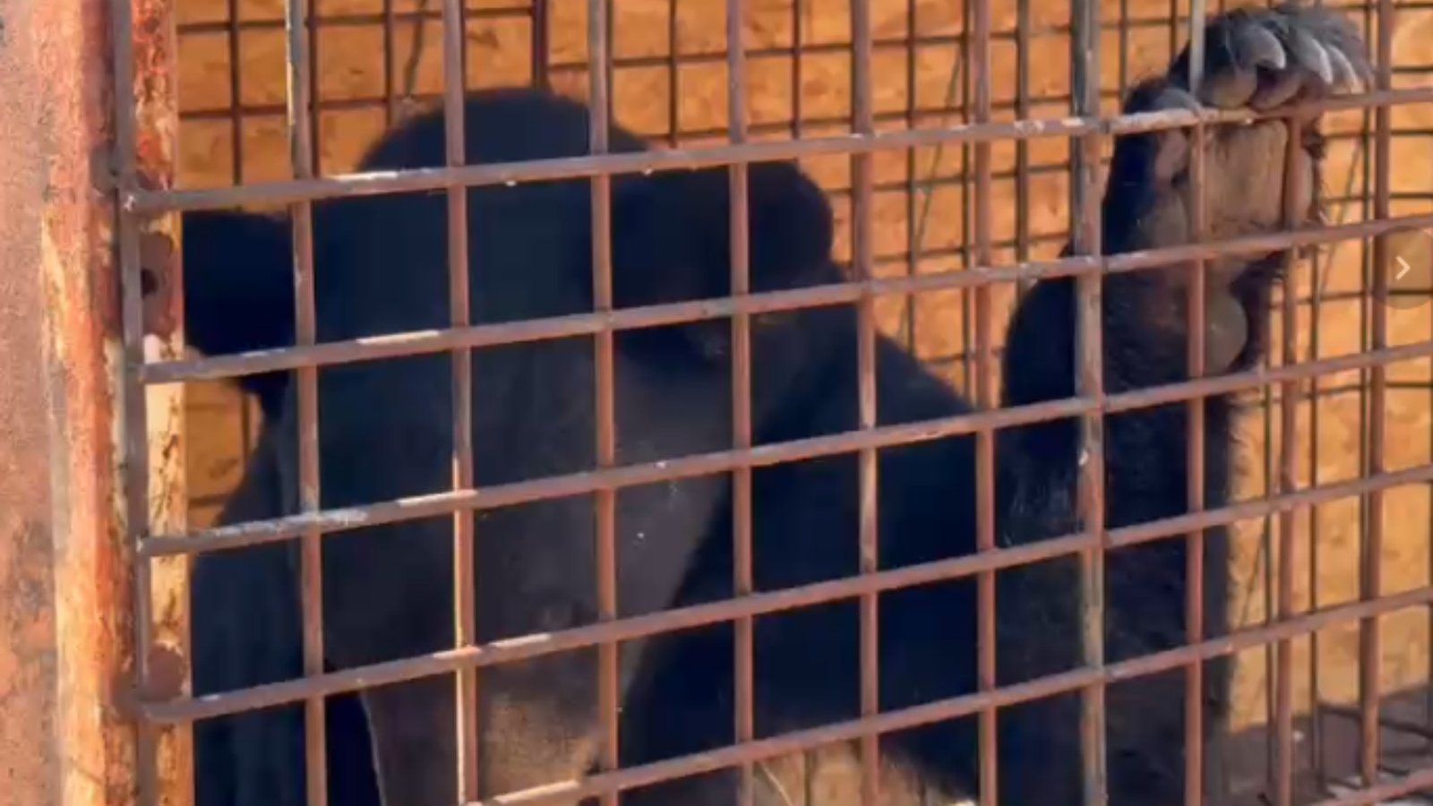 Capturan y resguardan oso negro en Salinas Victoria
