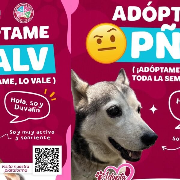 García lanza “Adóptame ALV” para promover la adopción responsable de animales
