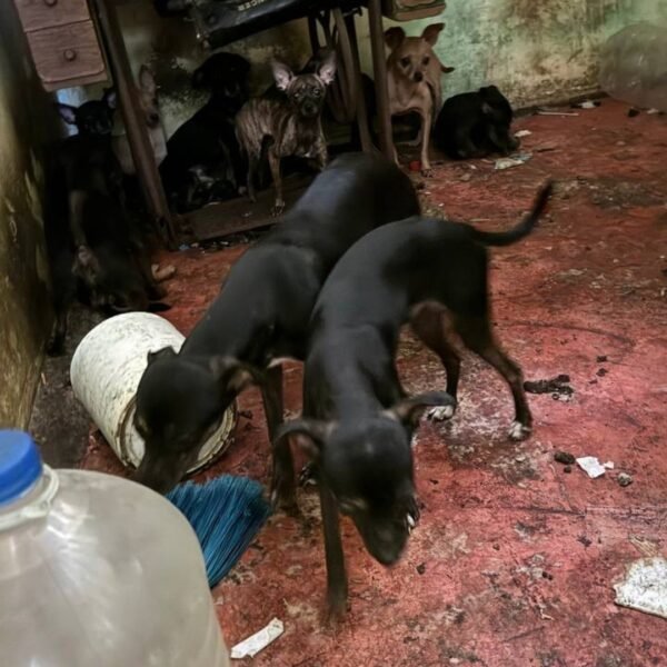 Resguardan a 16 perros Chihuahua en San Nicolás