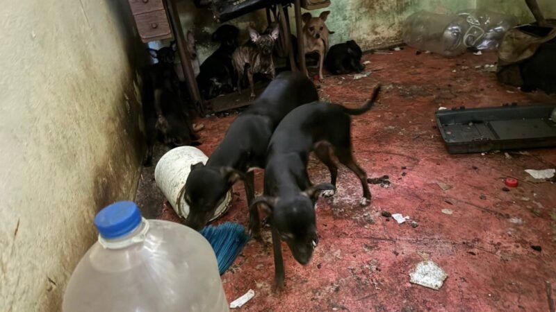 Resguardan a 16 perros Chihuahua en San Nicolás