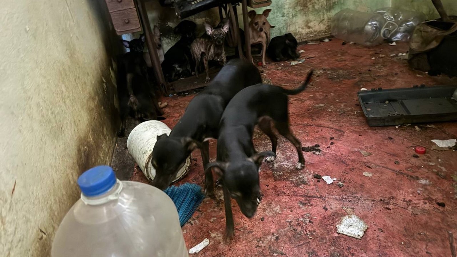 Resguardan a 16 perros Chihuahua en San Nicolás