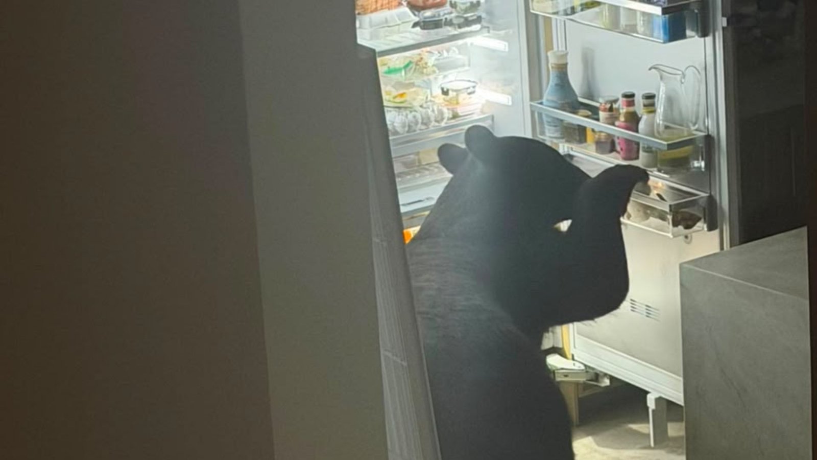 Oso entra a vivienda y come tamales en San Pedro