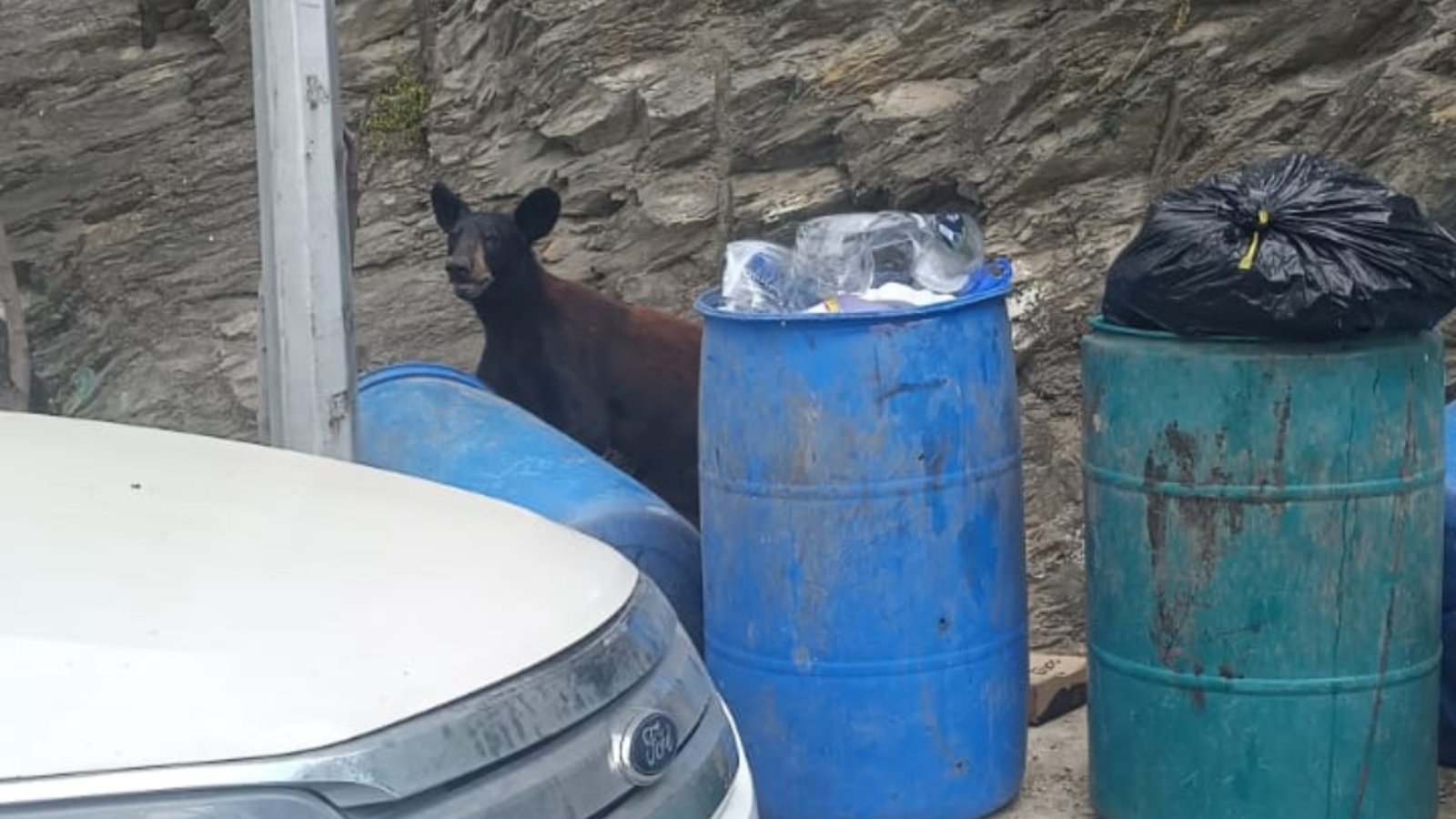 Oso recorre calles de San Jerónimo en Monterrey