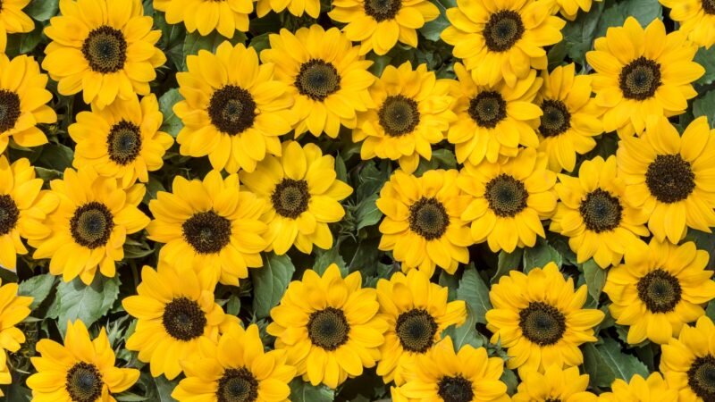 ¿Por qué se regalan flores amarillas el 21 de septiembre? Este es su origen