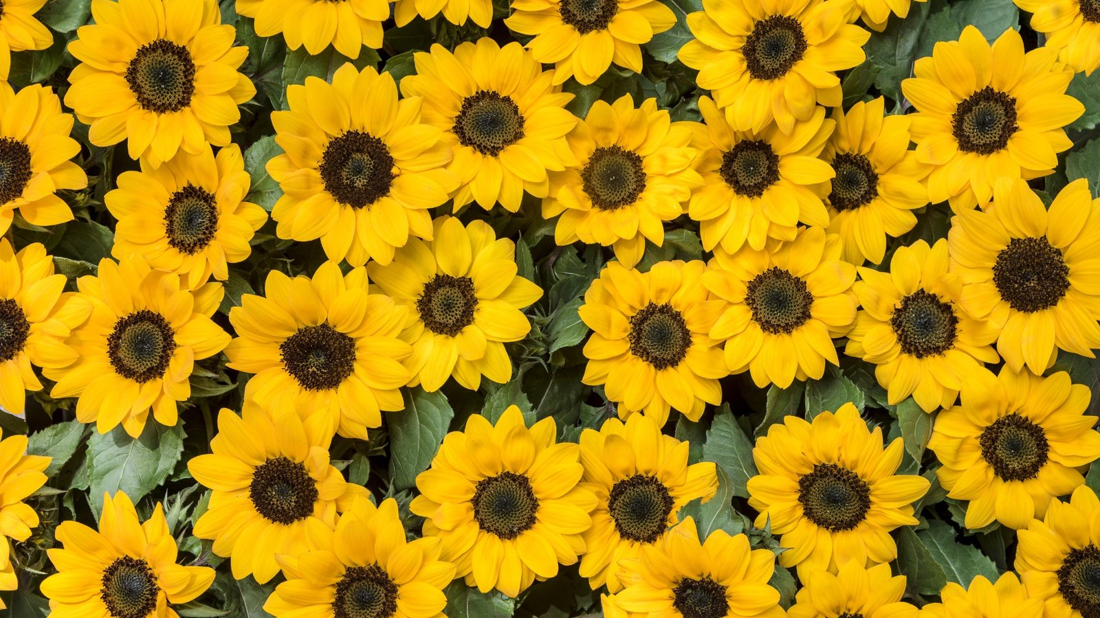 ¿Por qué se regalan flores amarillas el 21 de septiembre? Este es su origen