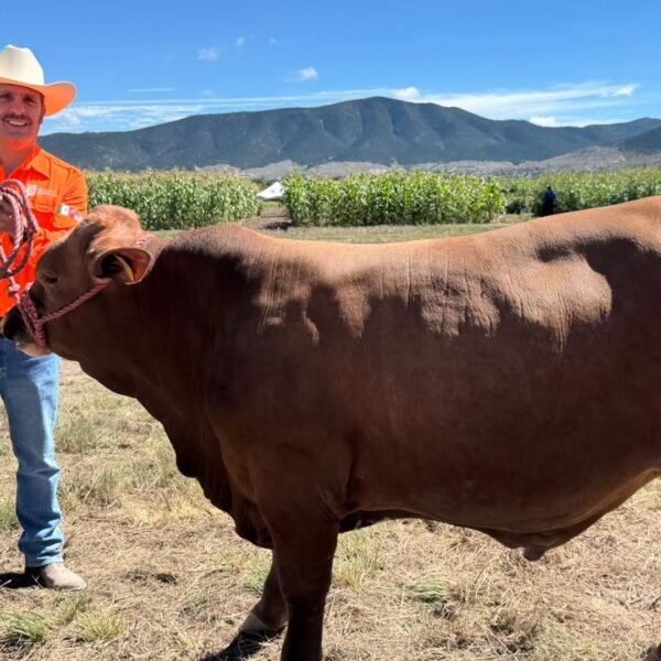 Nuevo León hace opcional seguro para sementales ganaderos
