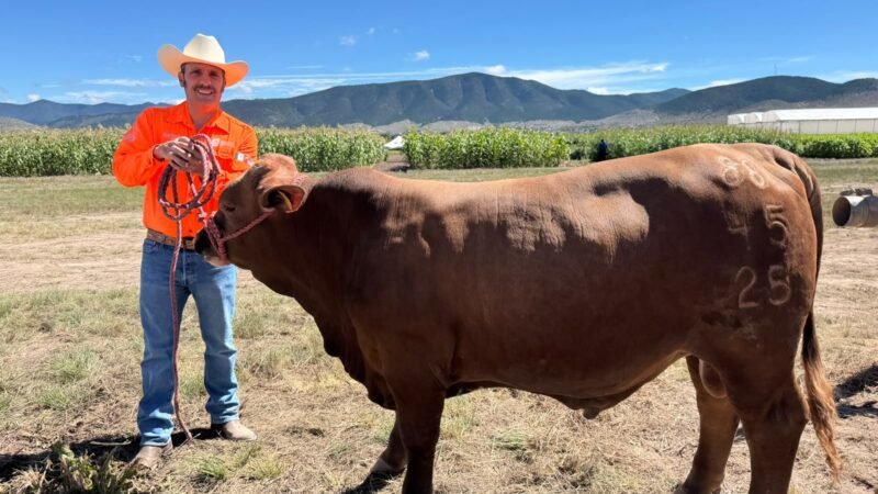 Nuevo León hace opcional seguro para sementales ganaderos