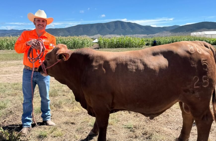 Nuevo León hace opcional seguro para sementales ganaderos