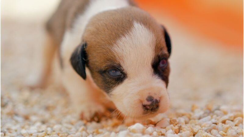 Impulsa Gobierno de Salinas Victoria adopción responsable de mascotas