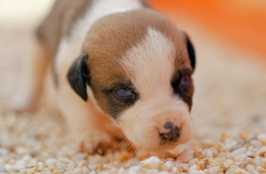 Impulsa Gobierno de Salinas Victoria adopción responsable de mascotas