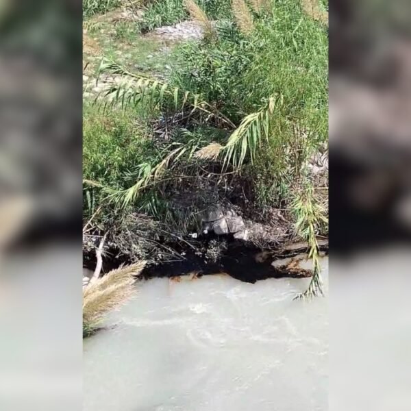 Fuga de combustible en ducto de Pemex moviliza a autoridades en el Río Pilón Montemorelos